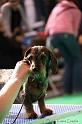 Crufts2011_2 759